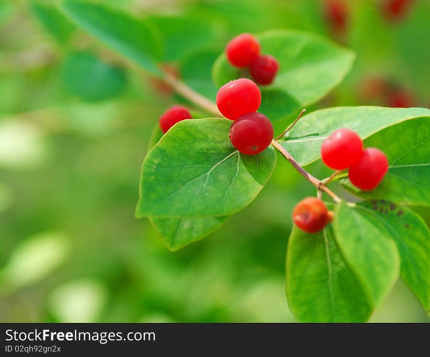 Bright berries very toxic plant