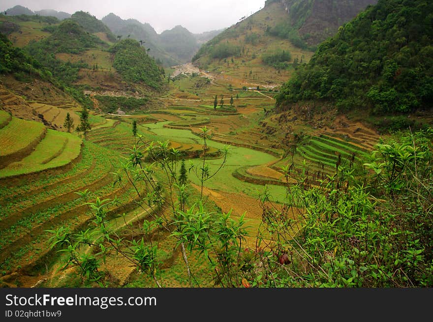 In northern Vietnam, rice cultivation is difficult. For millennia men have turned the mountains and create their rice trellises. In northern Vietnam, rice cultivation is difficult. For millennia men have turned the mountains and create their rice trellises.