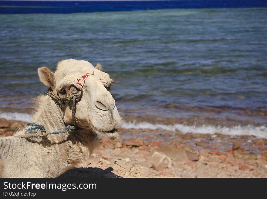 Pensive camel