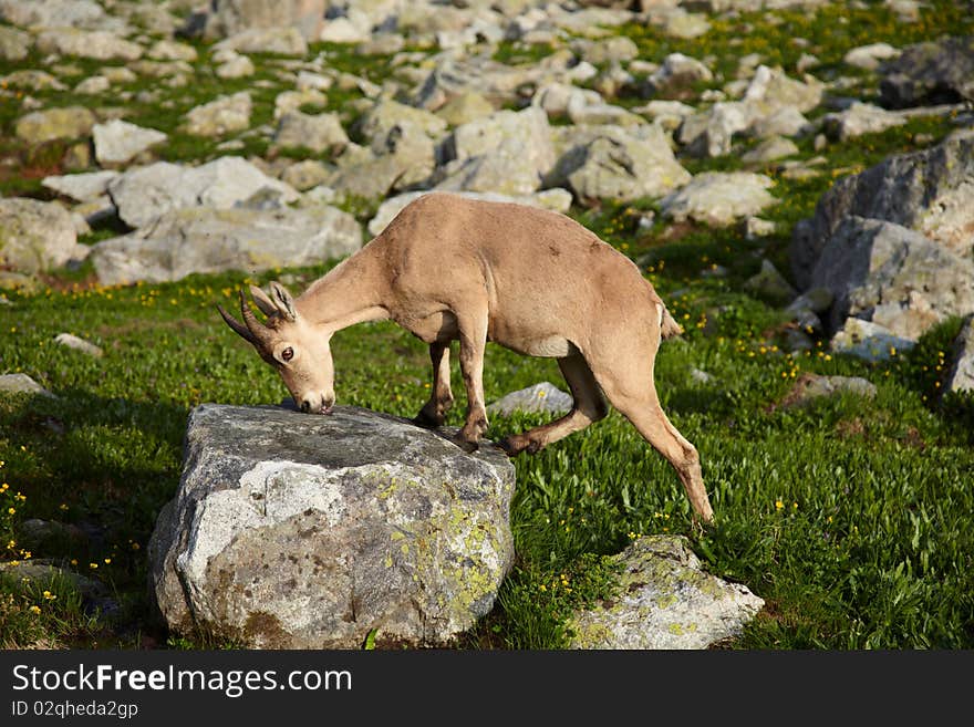 Wild ox on a stone in a Caucasus mountains