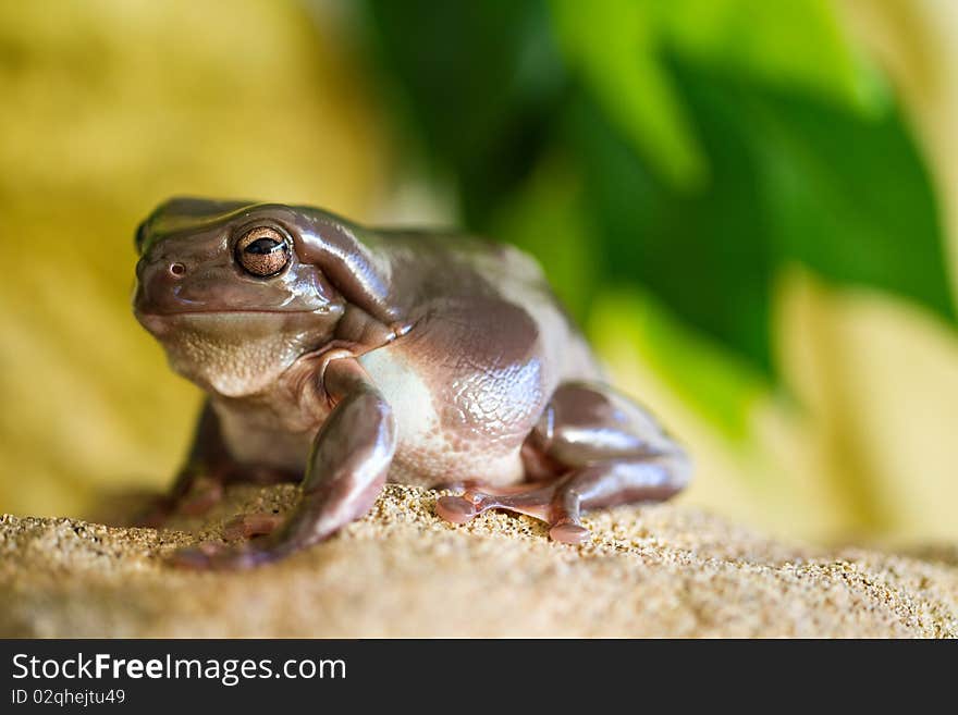 Fat Australian Green Tree Frog