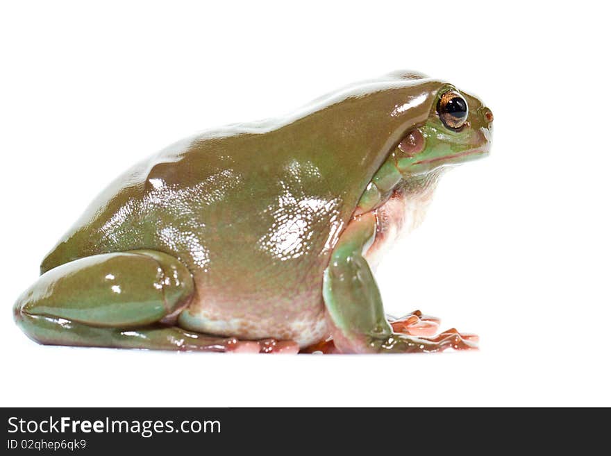 Australian green tree frog, isolated on white