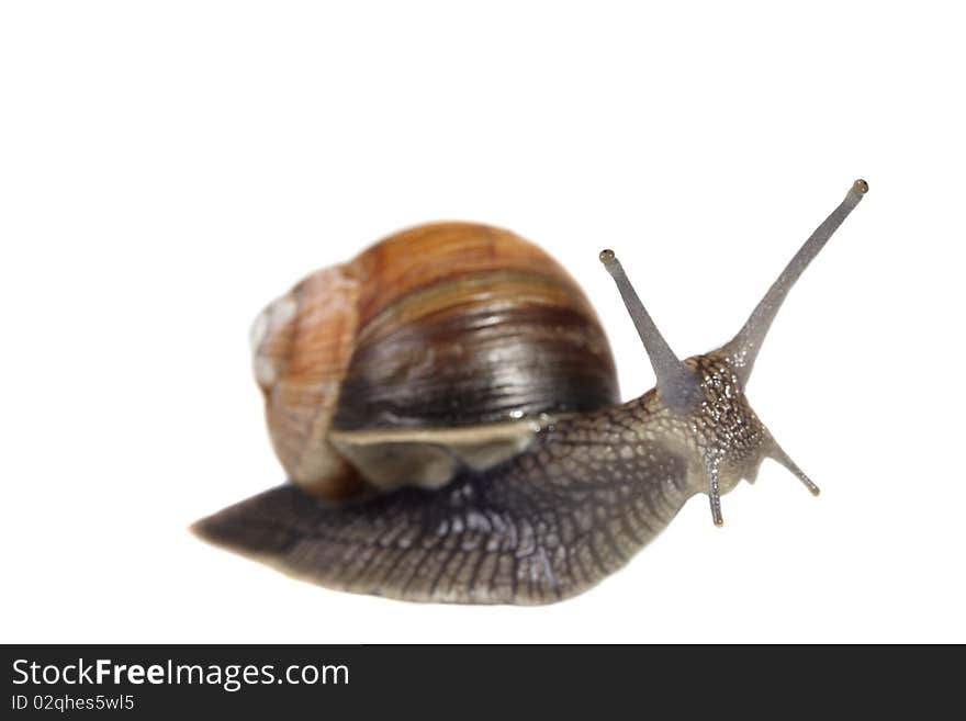 Edible snail isolated on white