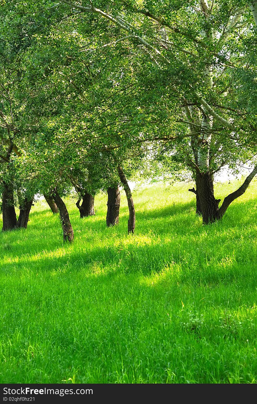 Summer landscape with green grass and trees. Summer landscape with green grass and trees