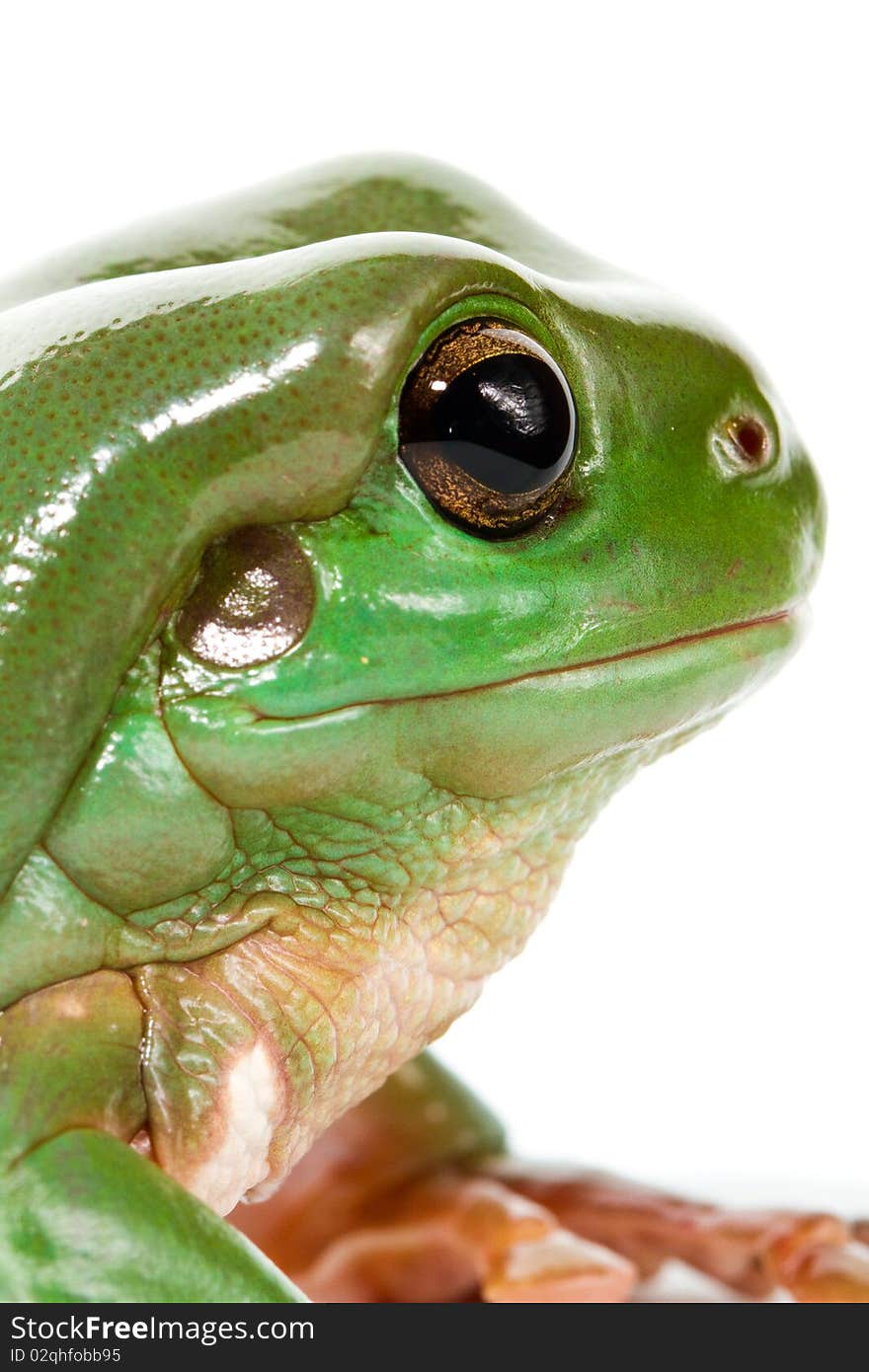 Australian green tree frog, isolated on white