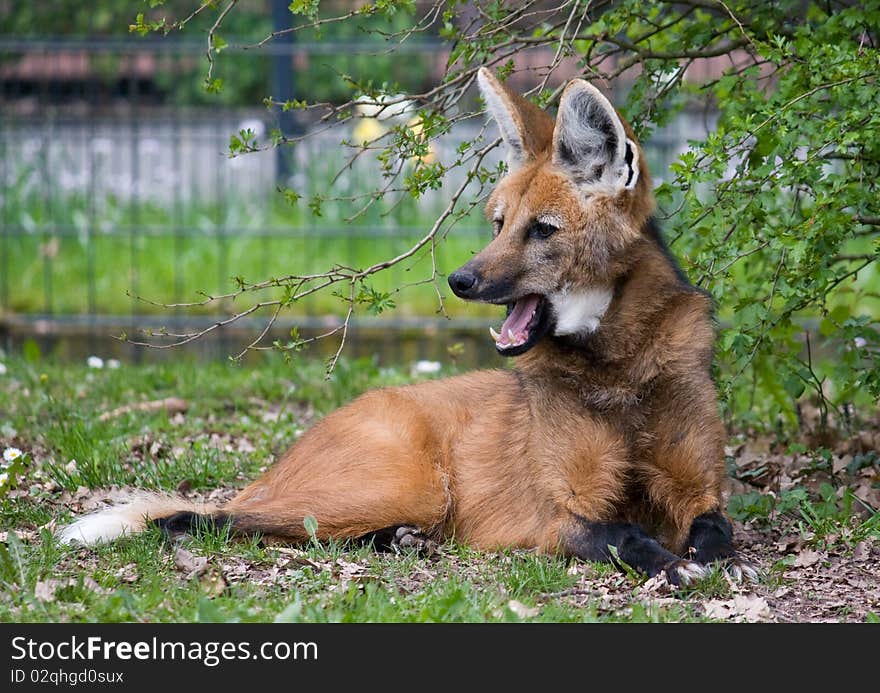 Beautiful maned wolf posing at the zoo