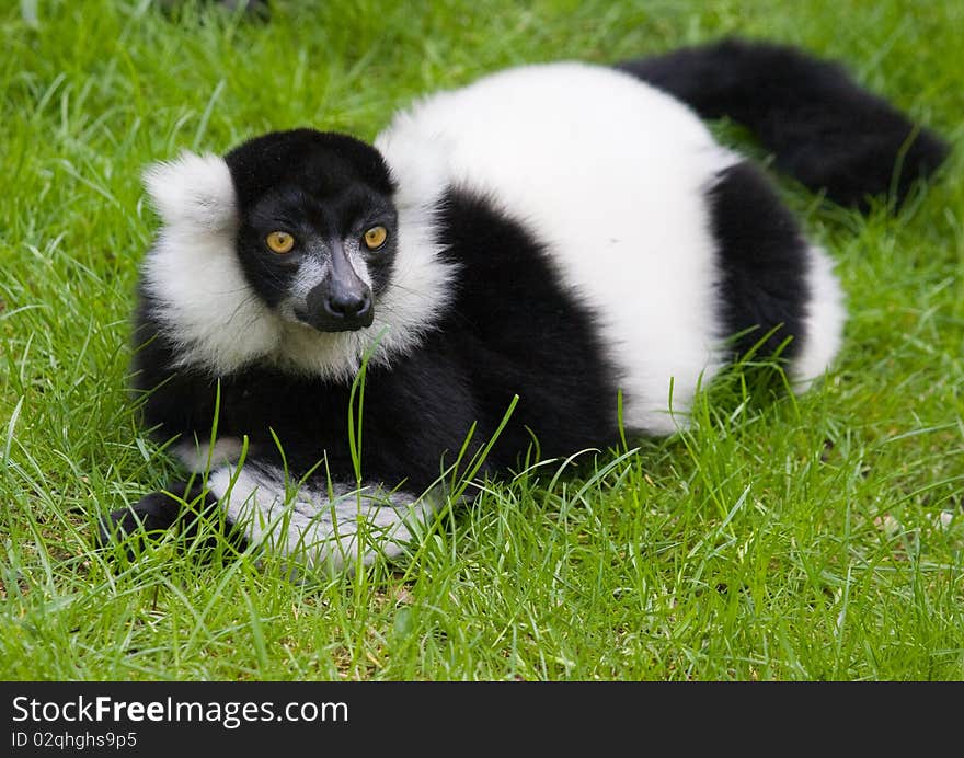 Black And White Ruffed Lemur