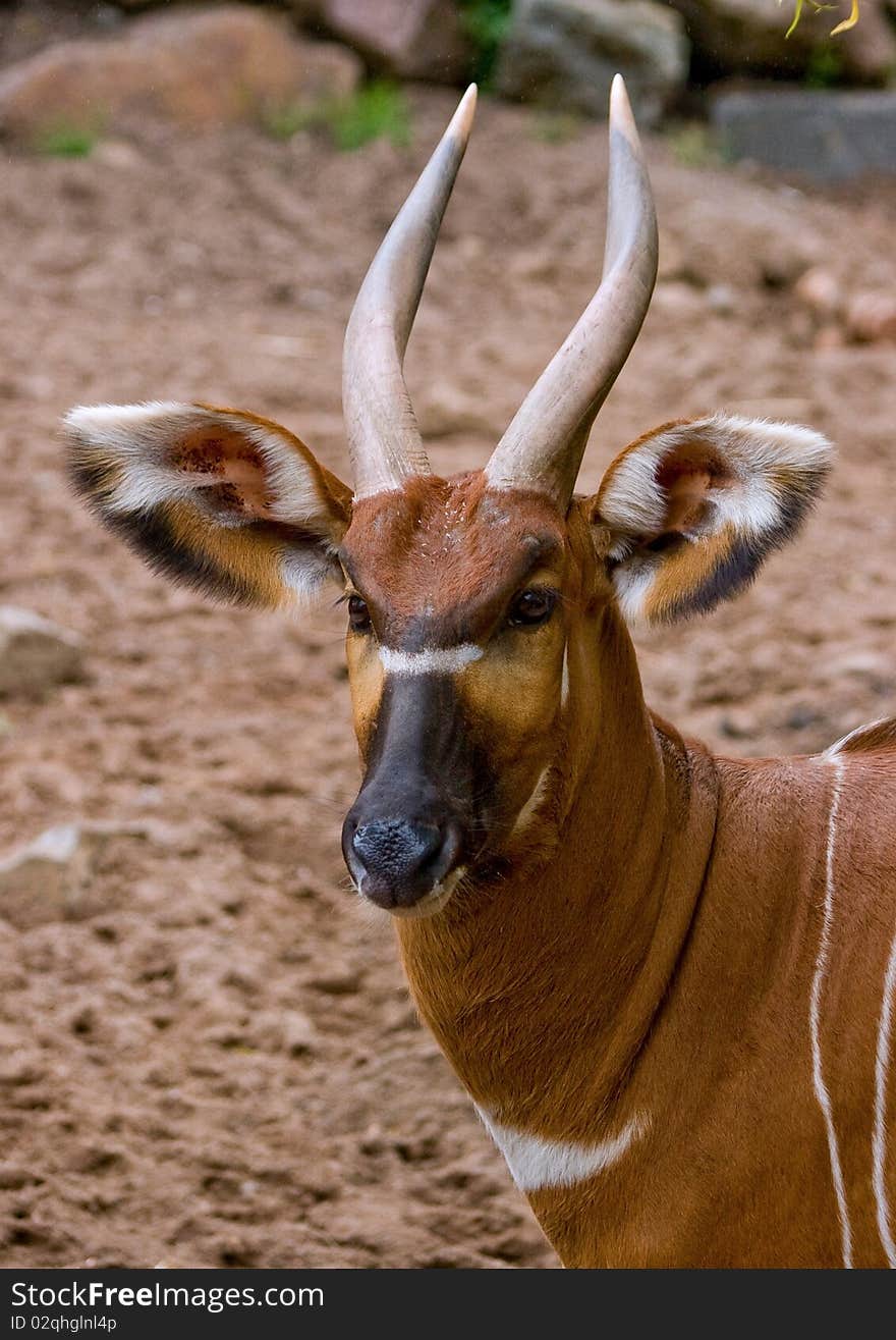 Portrait of beautiful and colourful bongo antilope