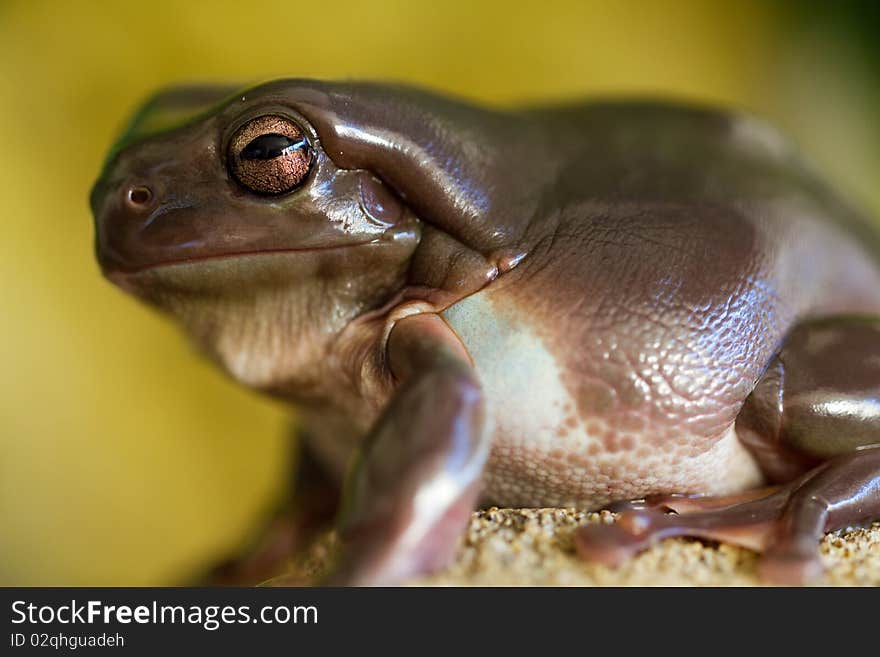 Australian green tree frog up close