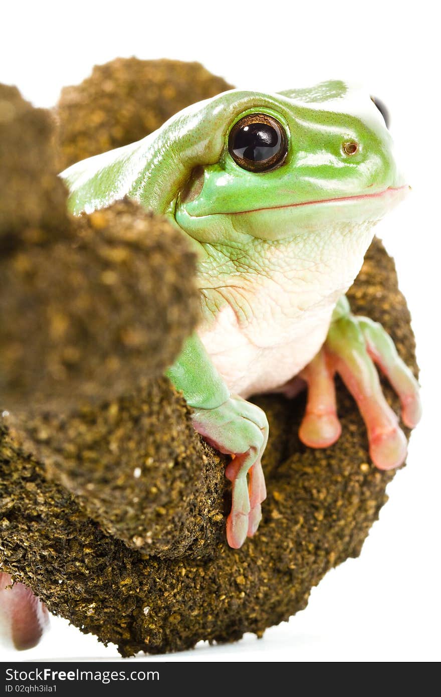 Australian green tree frog sitting on a branch, isolated on white