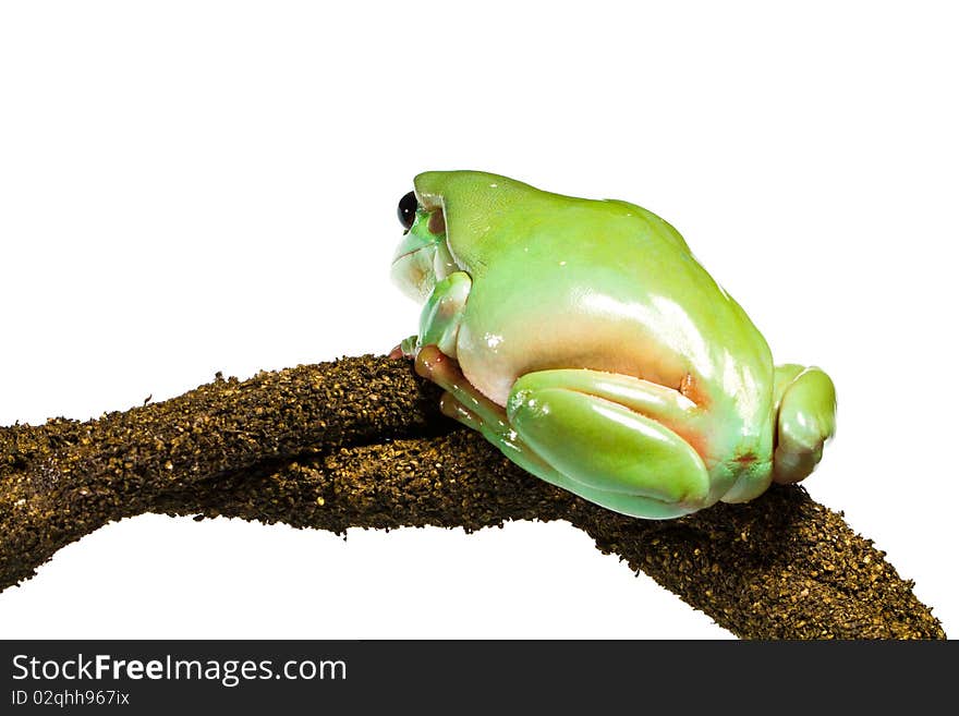 Australian green tree frog sitting on a branch, isolated on white. Australian green tree frog sitting on a branch, isolated on white