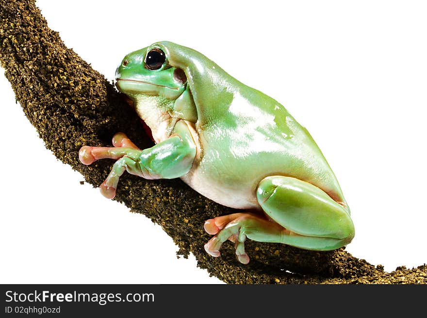 Green tree frog