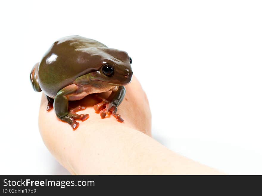 Australian green tree frog, handled,  isolated on white