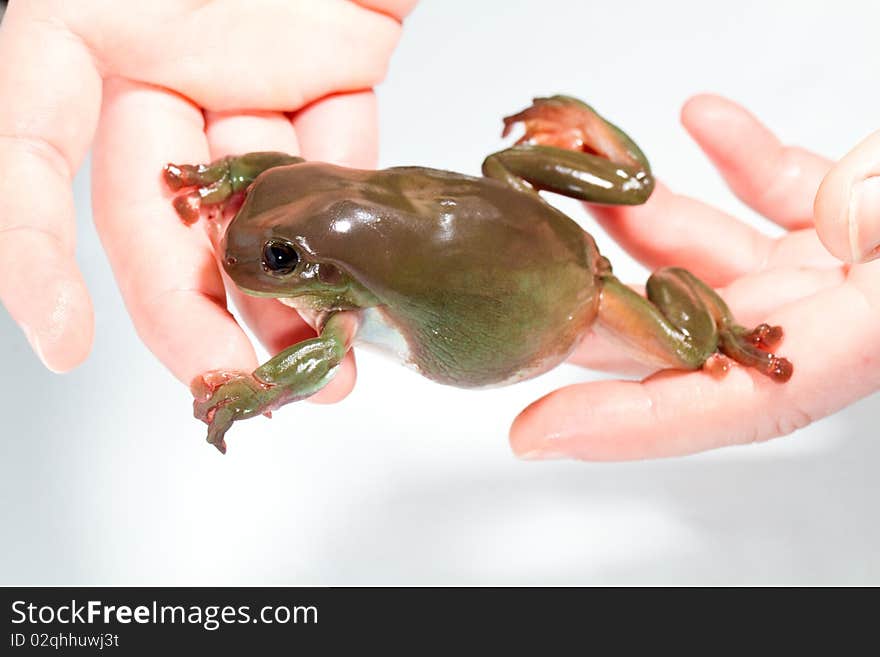 Australian green tree frog, handled,  isolated on white