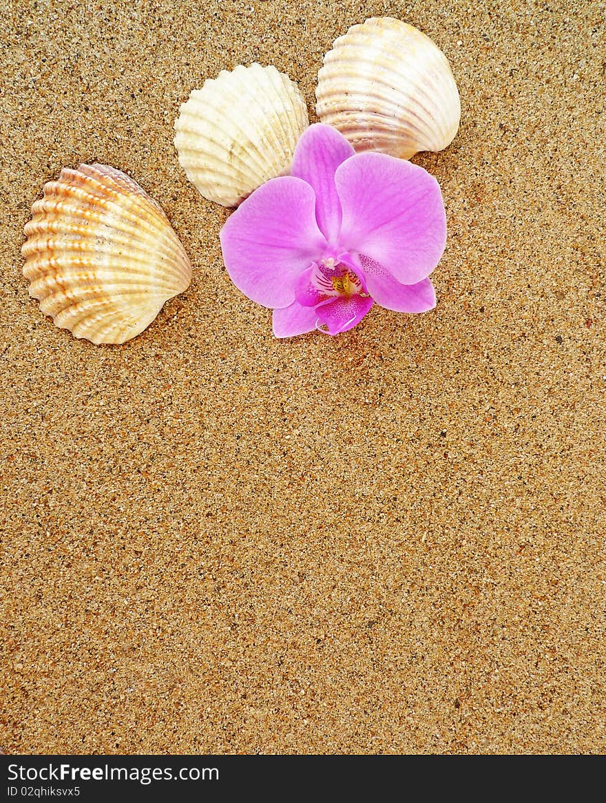 Shells and orchid