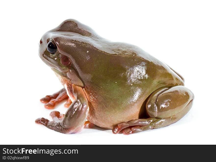 Australian green tree frog, isolated on white