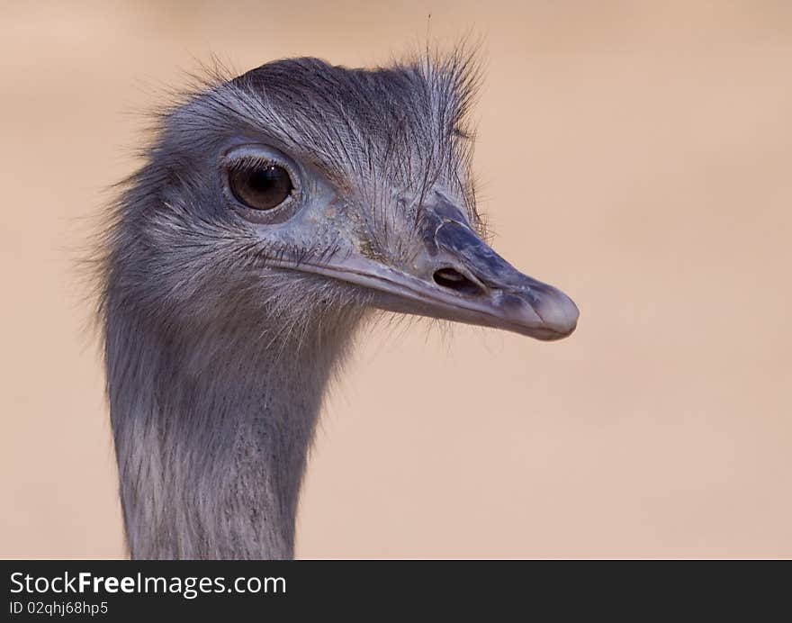 Greater rhea