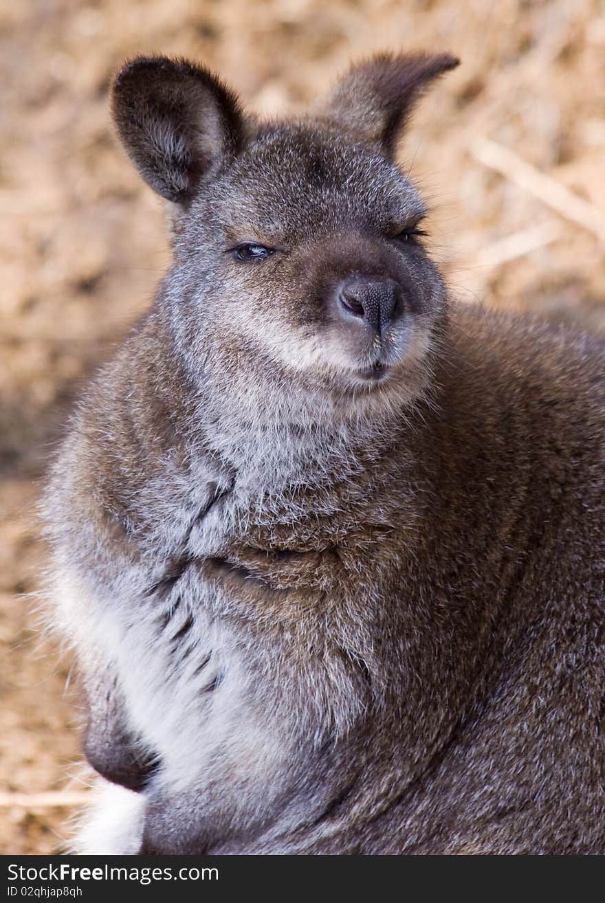 Portrait of the cute wallaby at the zoo. Portrait of the cute wallaby at the zoo