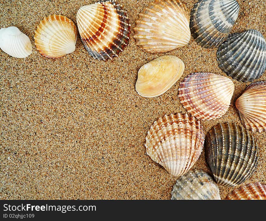 Frame from shells on sand