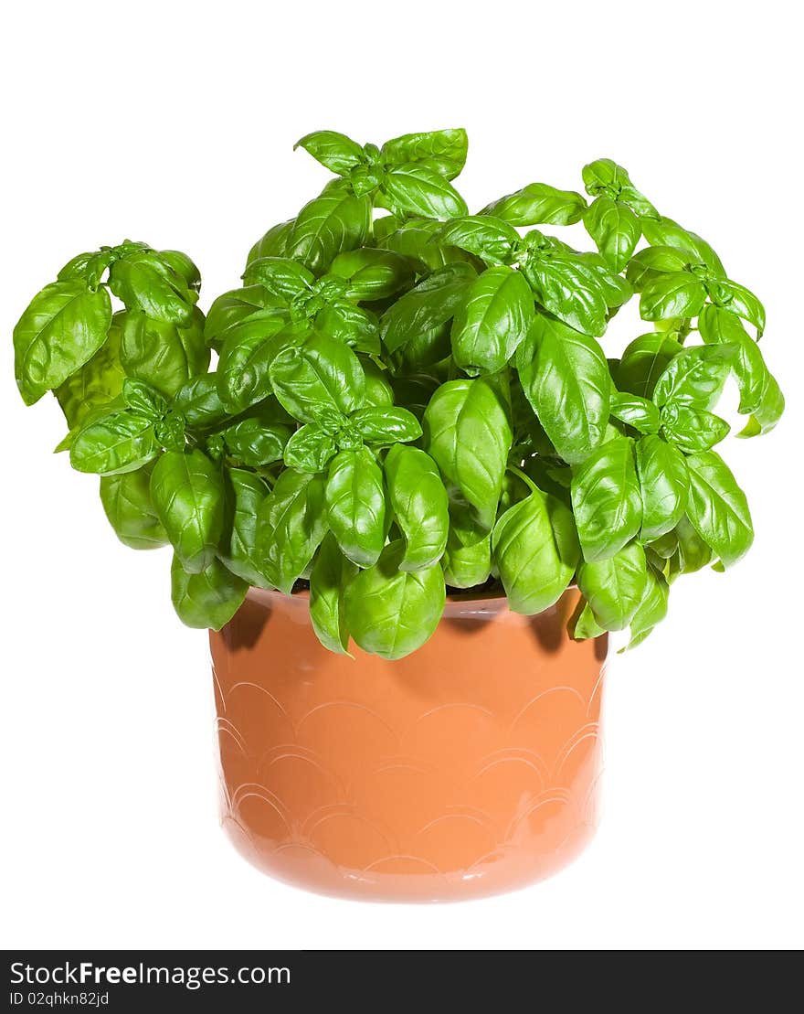 Potted basil on white background