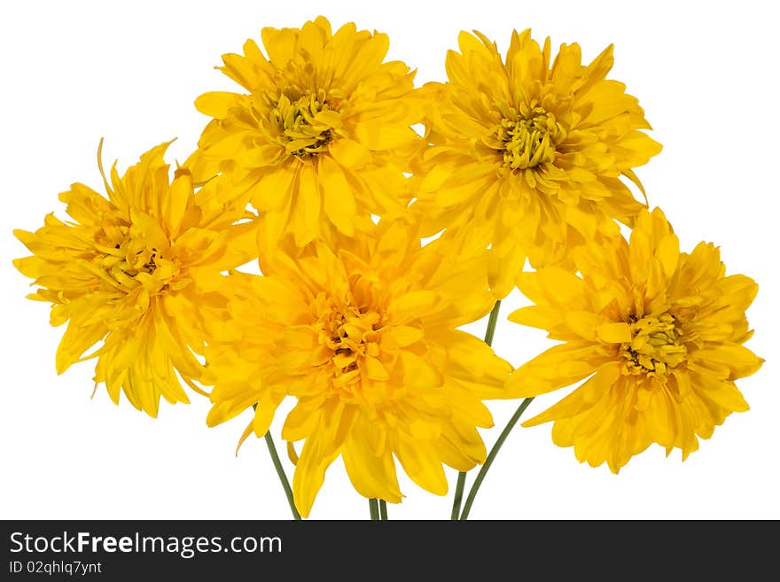 Bunch of yellow chamomiles on white background. Bunch of yellow chamomiles on white background