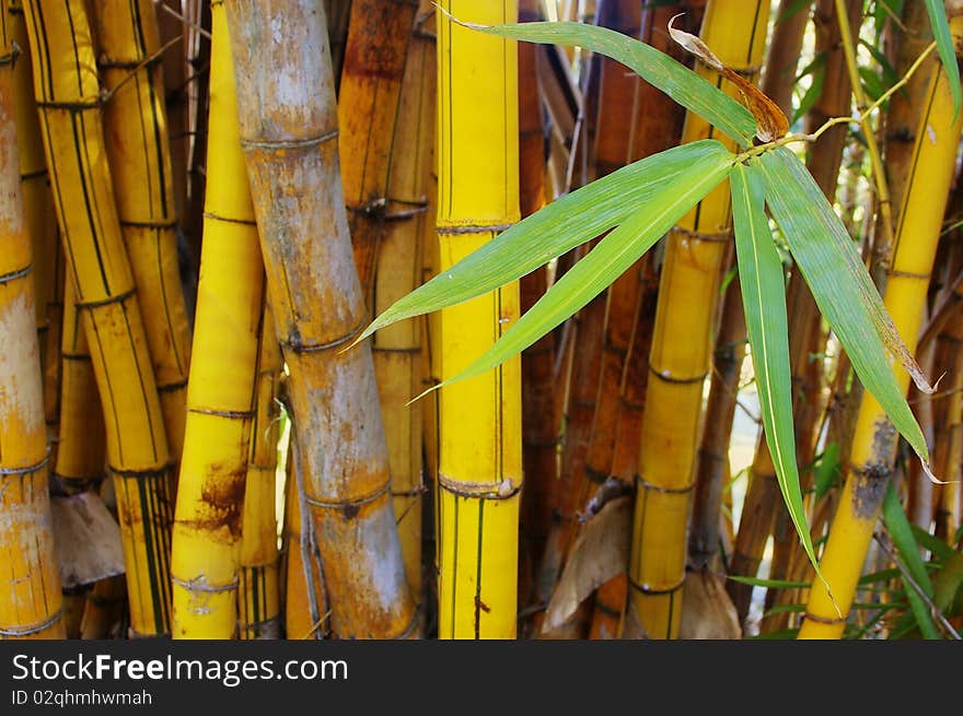 Wild golden bamboo stems strand background texture