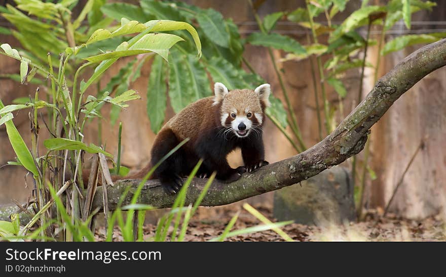 A Red Panda marking his territory on branches. The Red Panda is classified as Vulnerable.