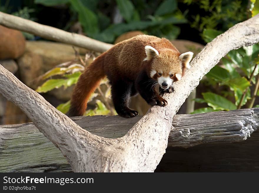 A Red Panda marking his territory on branches. The Red Panda is classified as Vulnerable.