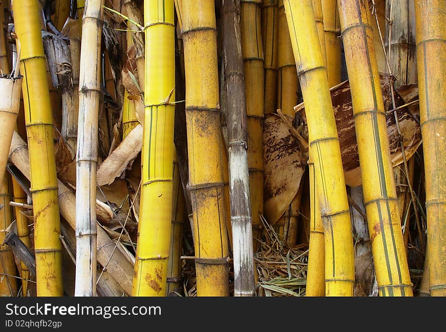 Wild golden bamboo stems strand background texture