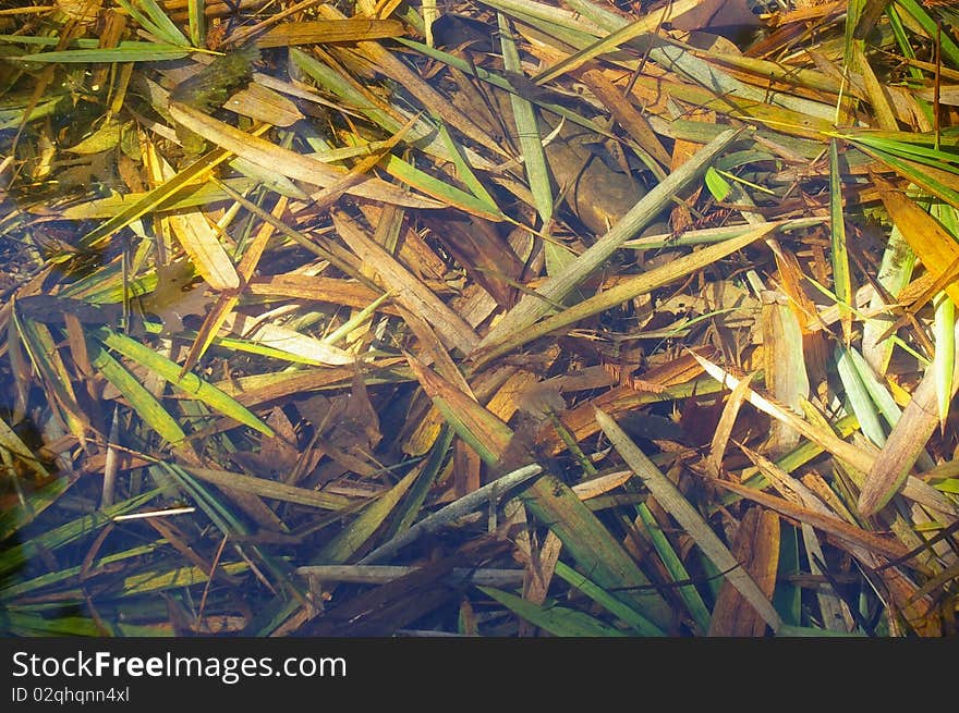 Bamboo leaves rotting underwater background texture. Bamboo leaves rotting underwater background texture