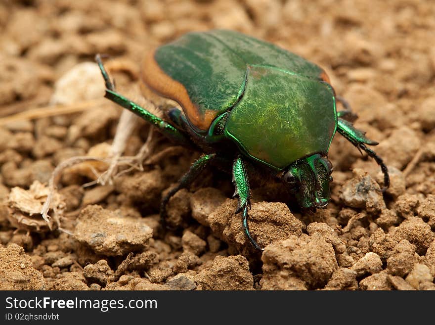 Beetle