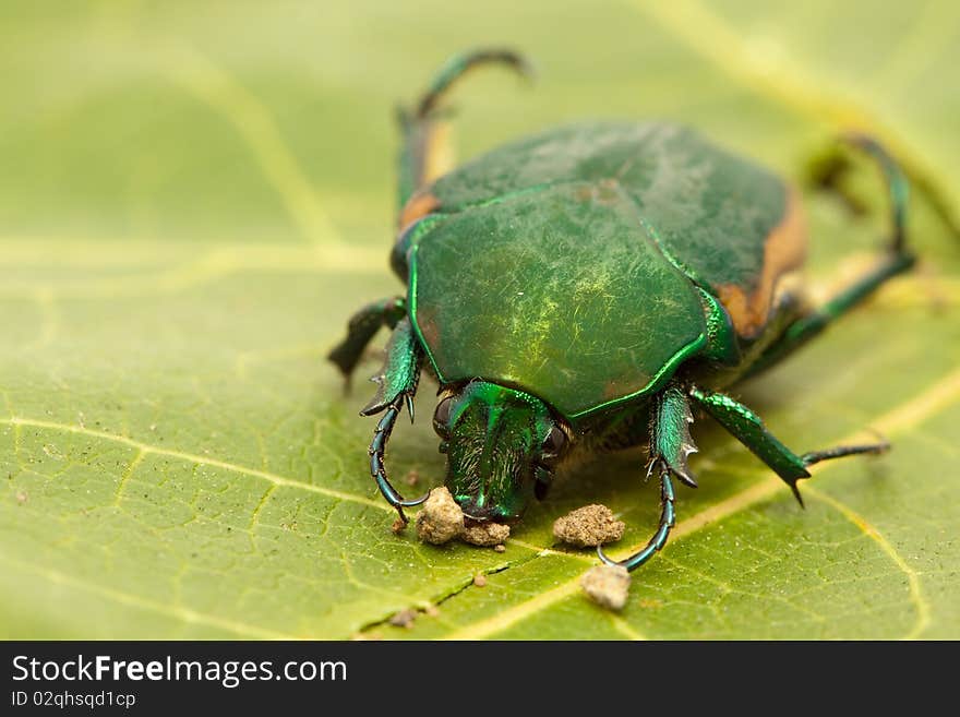 Beetle