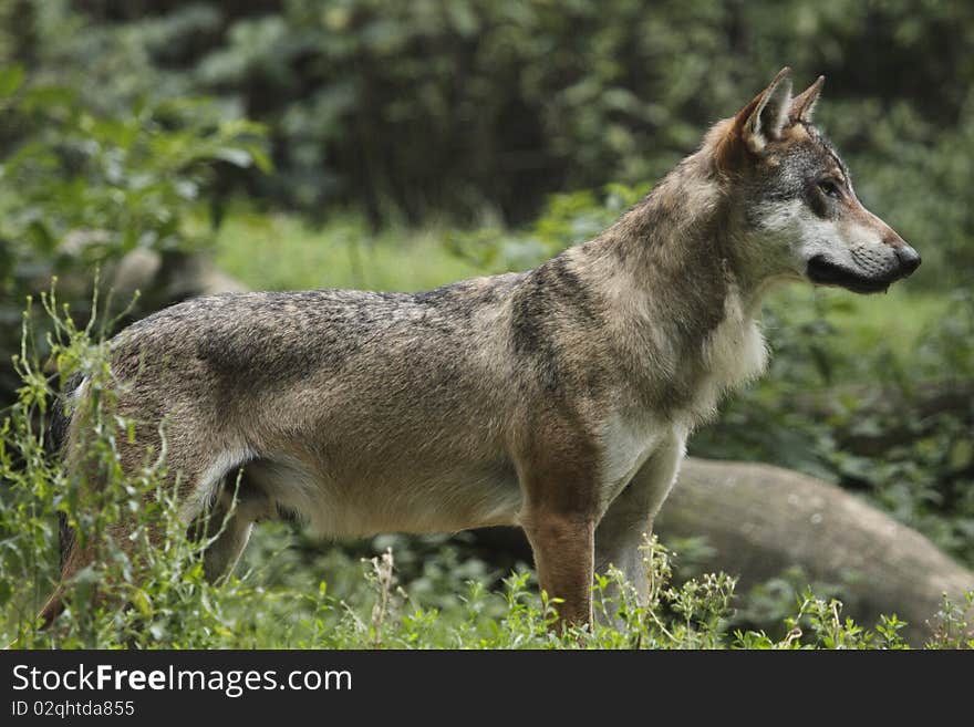 Gazing eurasian wolf