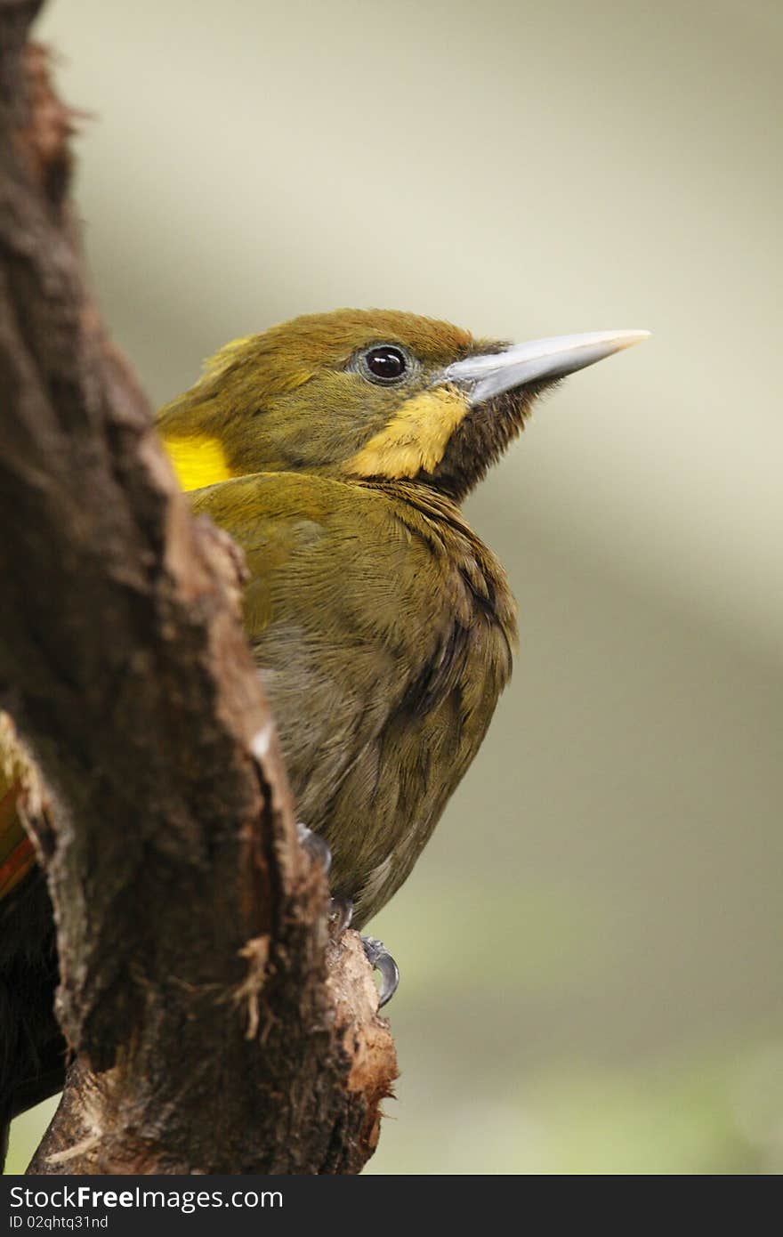 The Greater yellownape (Picus flavinucha) is a species of bird in the Picidae family.