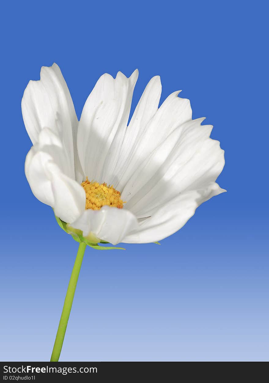 Beautiful daisy flower with isolated background.