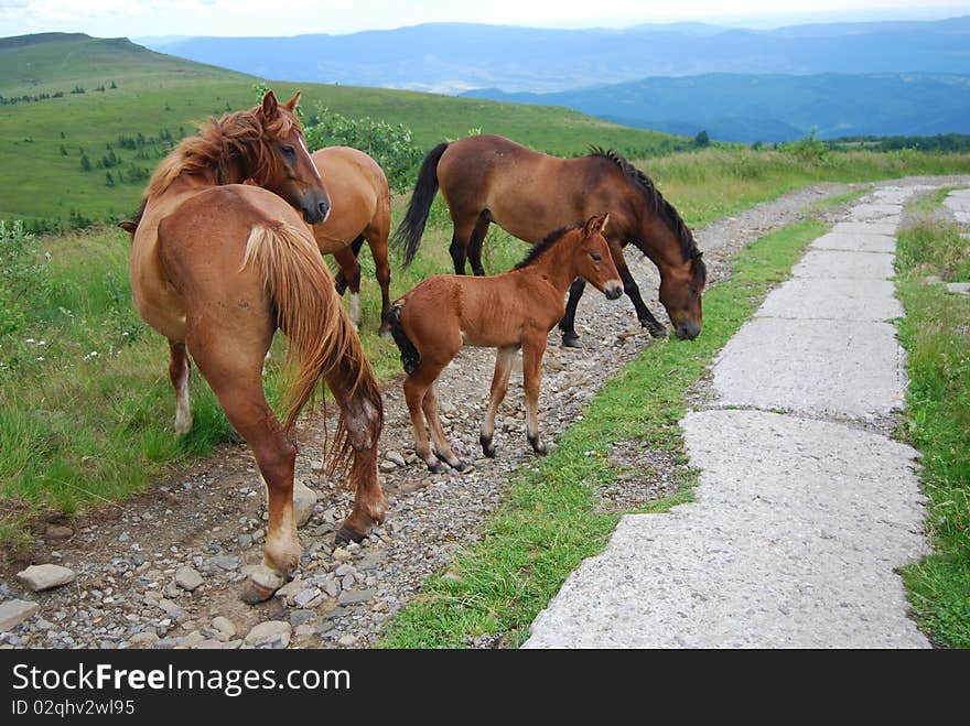 Horse family grazing in highlands. Horse family grazing in highlands