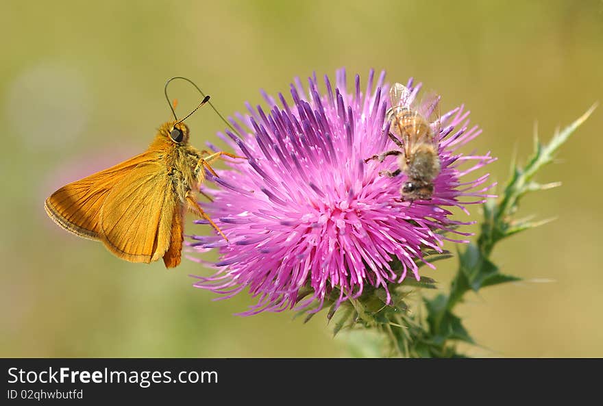 Butterfly