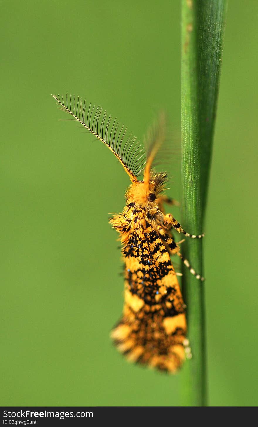 Butterfly on green leaf, macro