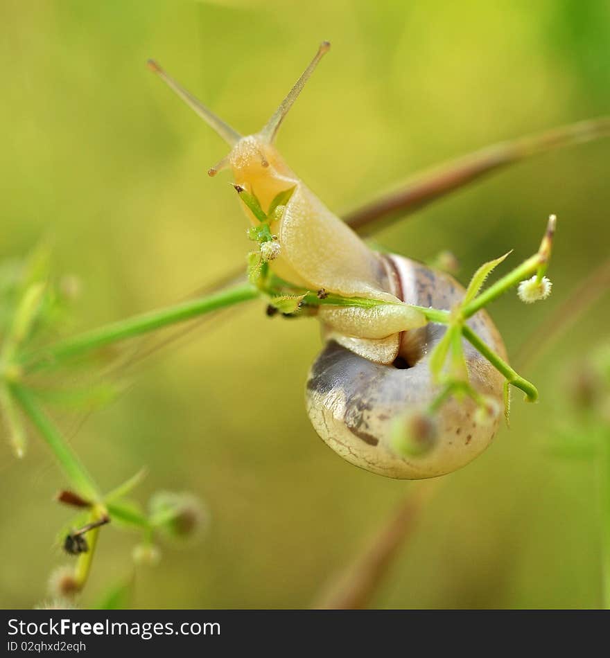 A snail on the leaf