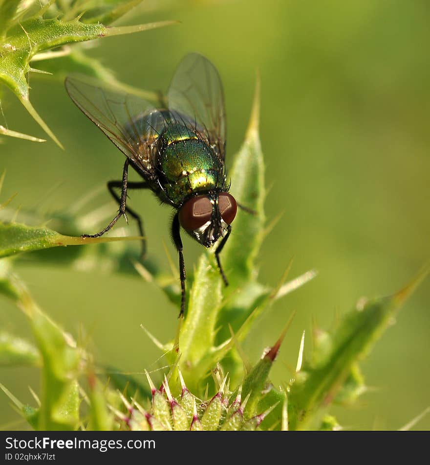 Close up shot of a fly on a leaf