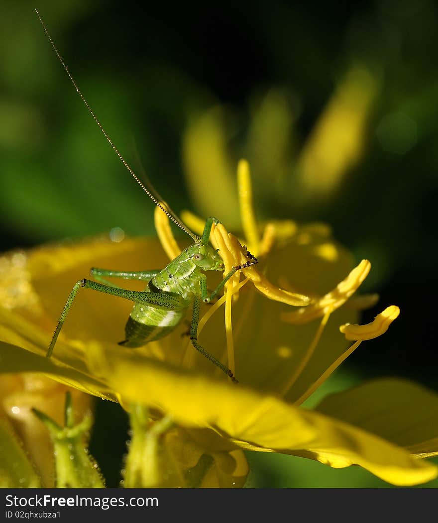 A grasshopper on yellow flower