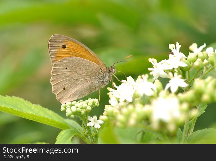 Butterfly on white flower, macro