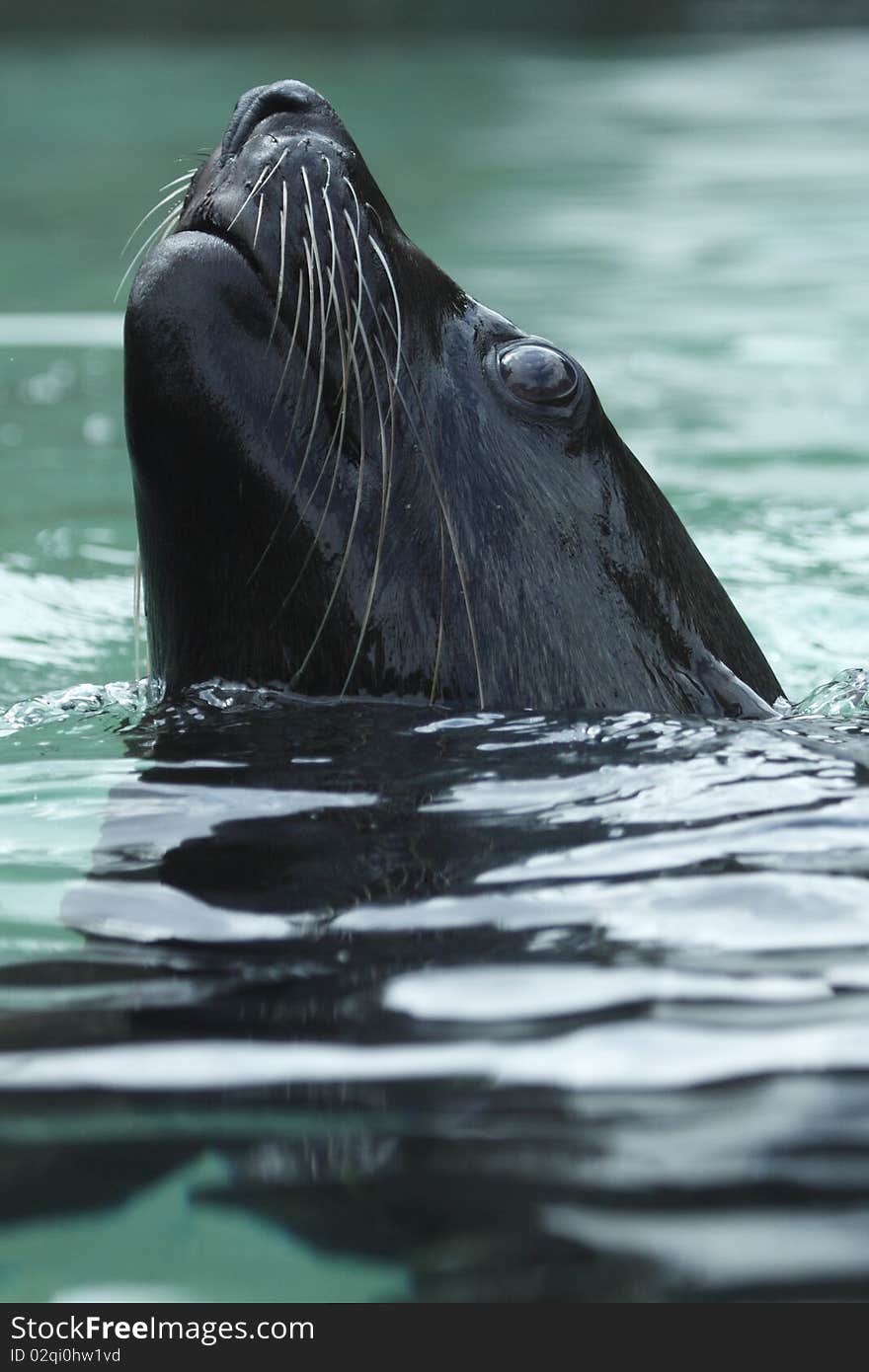 The detail of south african fur seal (Arctocephalus pusillus) in zoo Prague, Czech Republic.