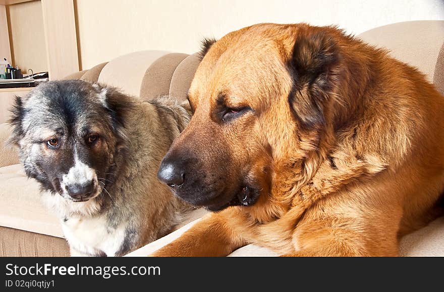 Two Caucasian shepherds lying on bed