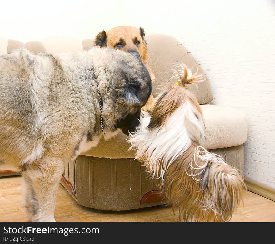 Shih Tzu and two Caucasian Shepherd. Shih Tzu and two Caucasian Shepherd