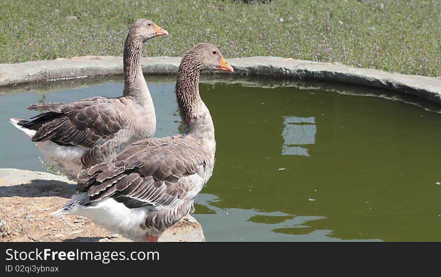 Two brown geese near the lake where they live