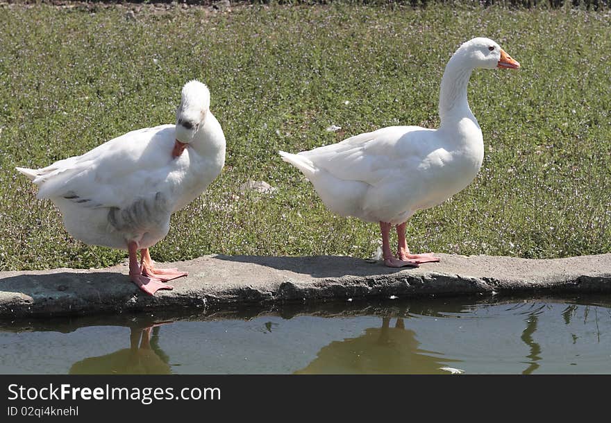 Geese that are near the pond where they live. Geese that are near the pond where they live