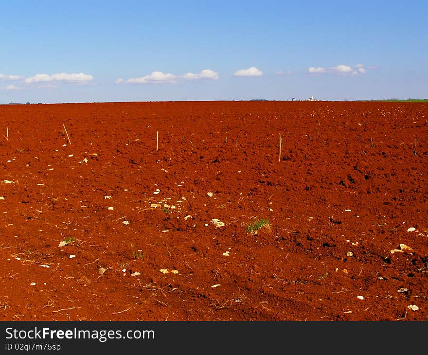 Bright red fields countryside with blue sky, a line on white fluffy clouds over the horizon, and village in the very distance; *with space for text (copyspace)