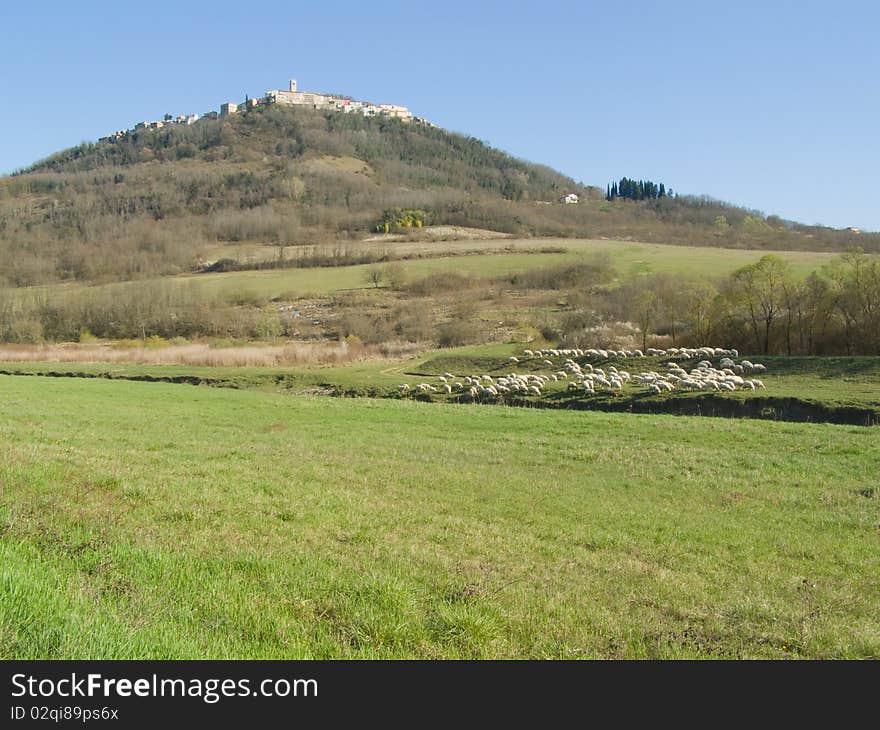 Rural landscape; sunlit medieval town on the top of the hill, with some sheep in the river valley, green grass in the front focus, and bright blue sky above Location: Motovun, Istria, Croatia, Europe *with space for text (copyspace) **RAW format available at request. Rural landscape; sunlit medieval town on the top of the hill, with some sheep in the river valley, green grass in the front focus, and bright blue sky above Location: Motovun, Istria, Croatia, Europe *with space for text (copyspace) **RAW format available at request