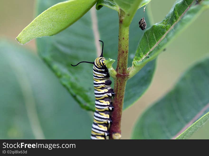 Caterpillar Monarch Butterfly feeding on Milkweed leaf